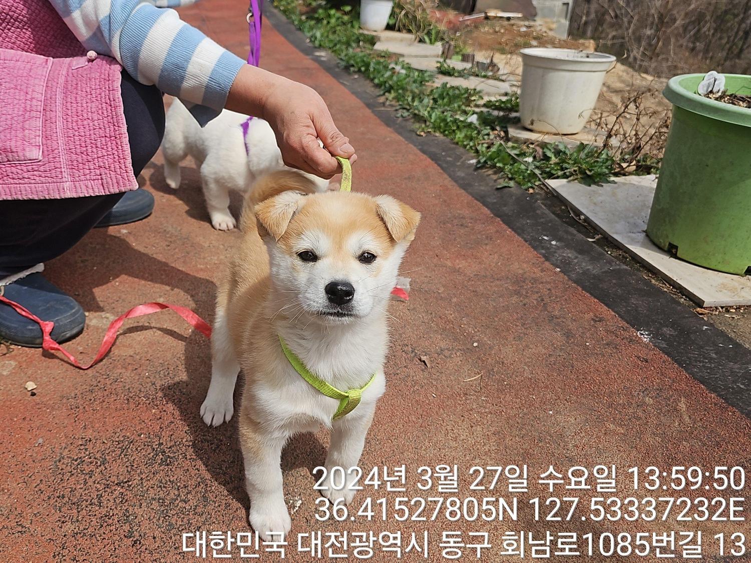 대전동물보호센터_430364202400077